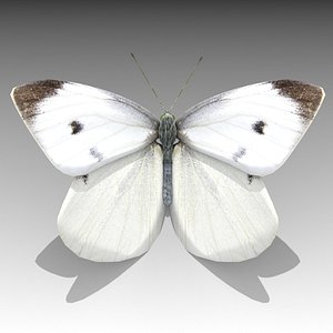 white butterfly 3D model