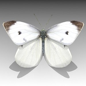 White butterfly