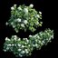 Ensemble de plantes d'hortensia 28