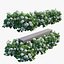 Ensemble de plantes d'hortensia 28