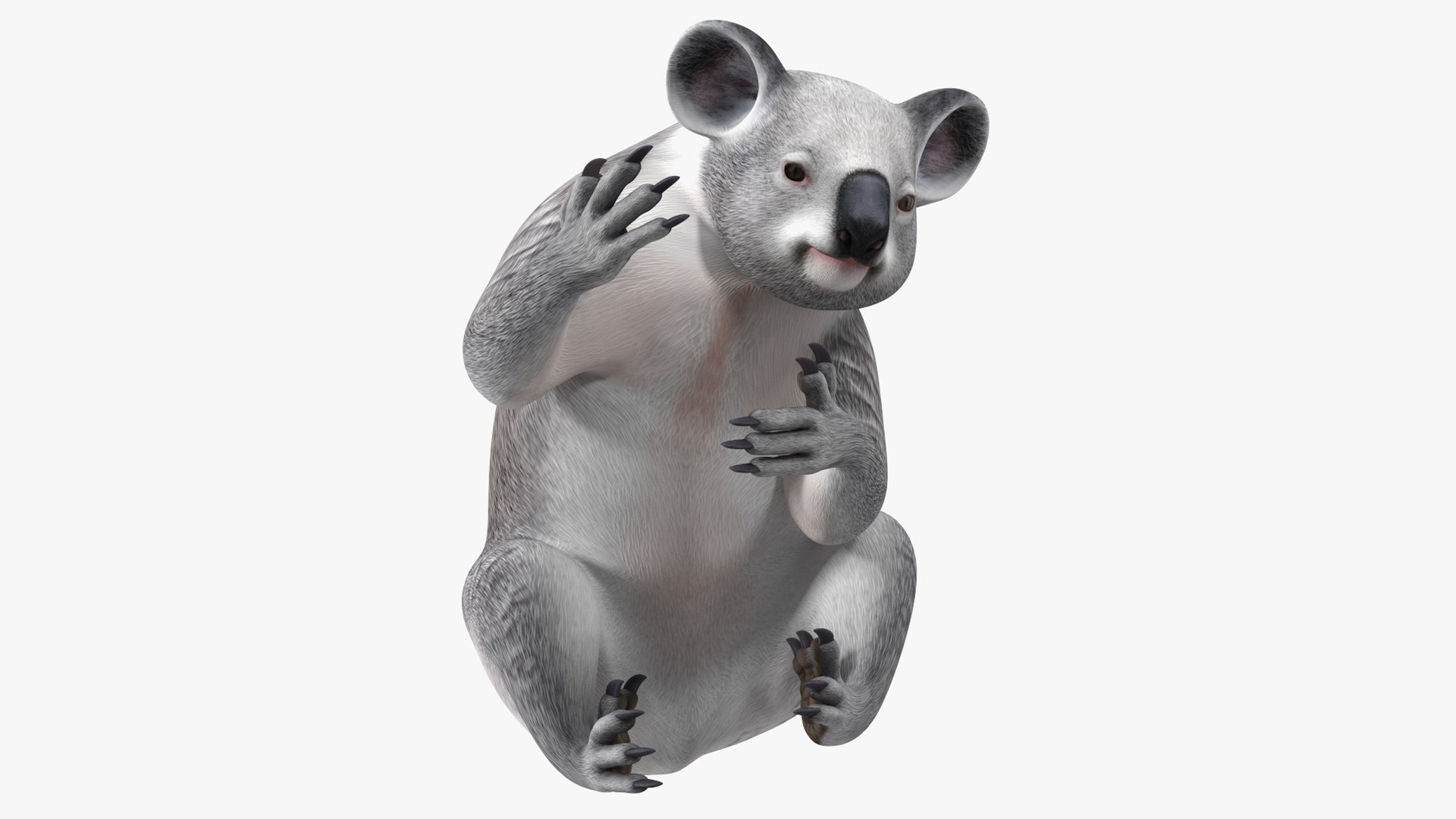 Australian Koala Rigged for Cinema 4D 3D model preview