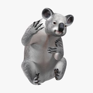 Australian Koala Rigged for Cinema 4D 3D model