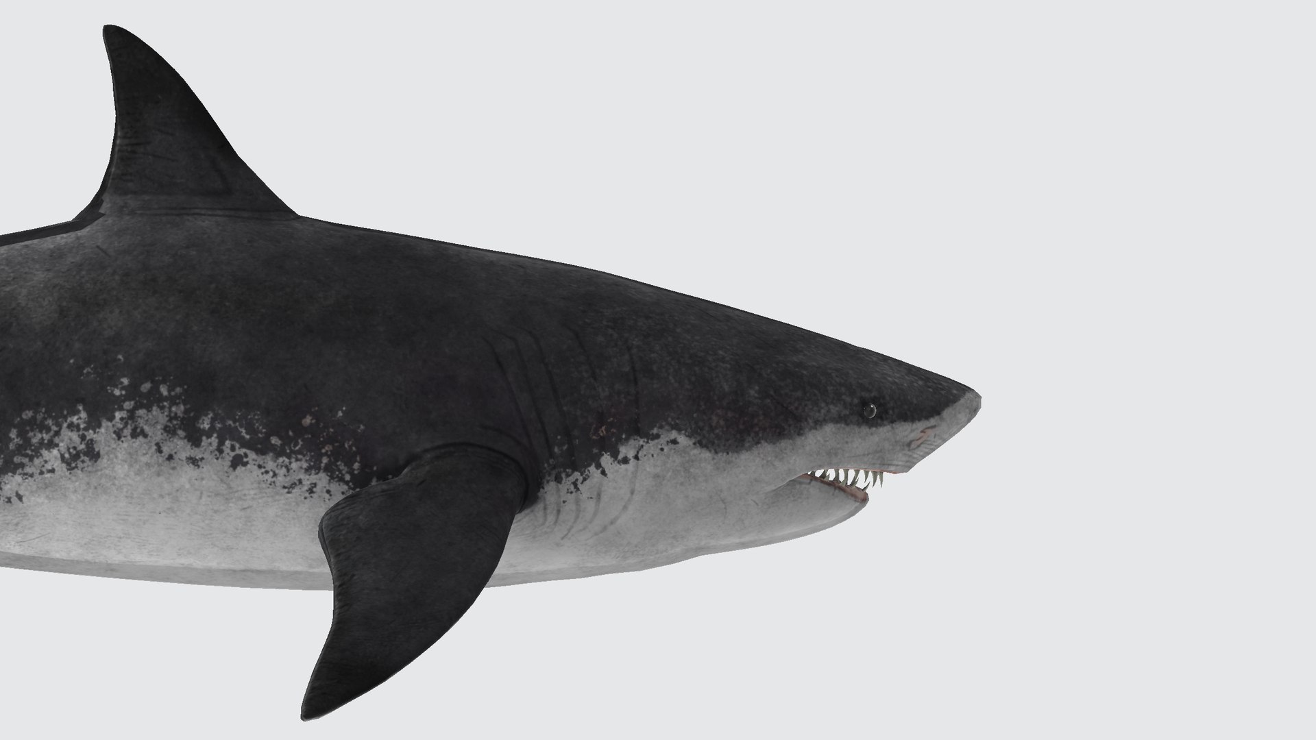 3D Model Megalodon - TurboSquid 2346272
