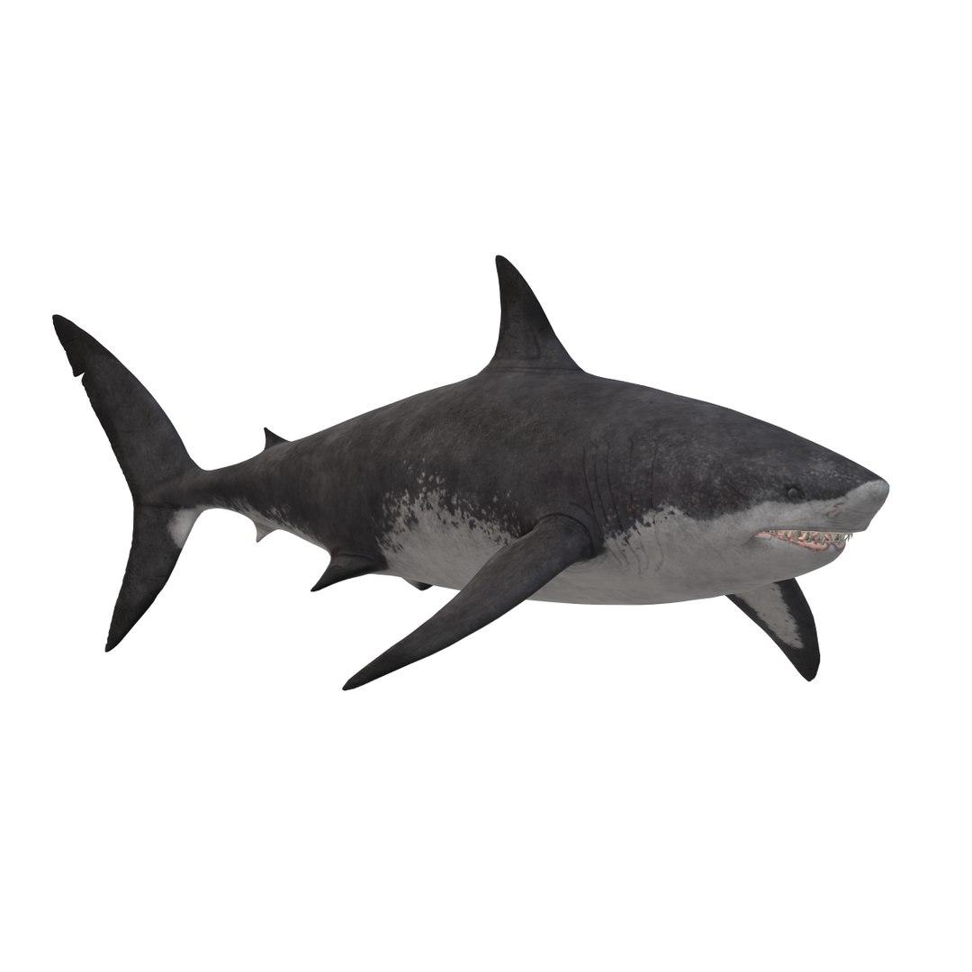 3D Model Megalodon - TurboSquid 2346272