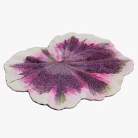Geranium Leaf