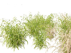 3D model Chasmanthium latifolium - Inland sea oats 01