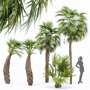 3D model Sabal Palmetto Vray max