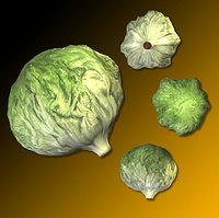 lettuce