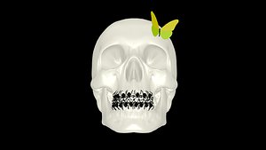 3D skull model
