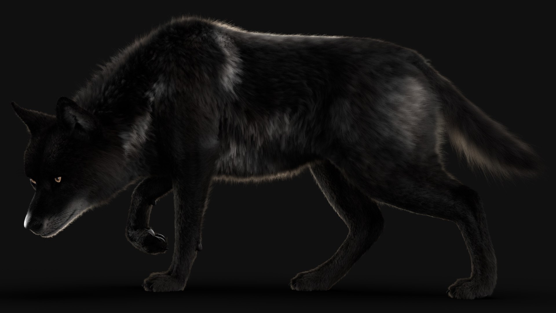 black timber wolf
