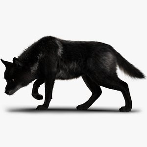 Black Timber Wolf Xgen 3D