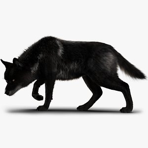 Black Timber Wolf Xgen