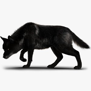 Black Timber Wolf Xgen