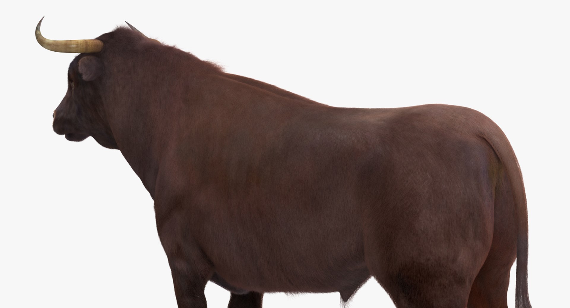 Bull Fur 3D - TurboSquid 1215648