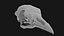 Pigeon Skull