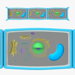 Casparian strip model