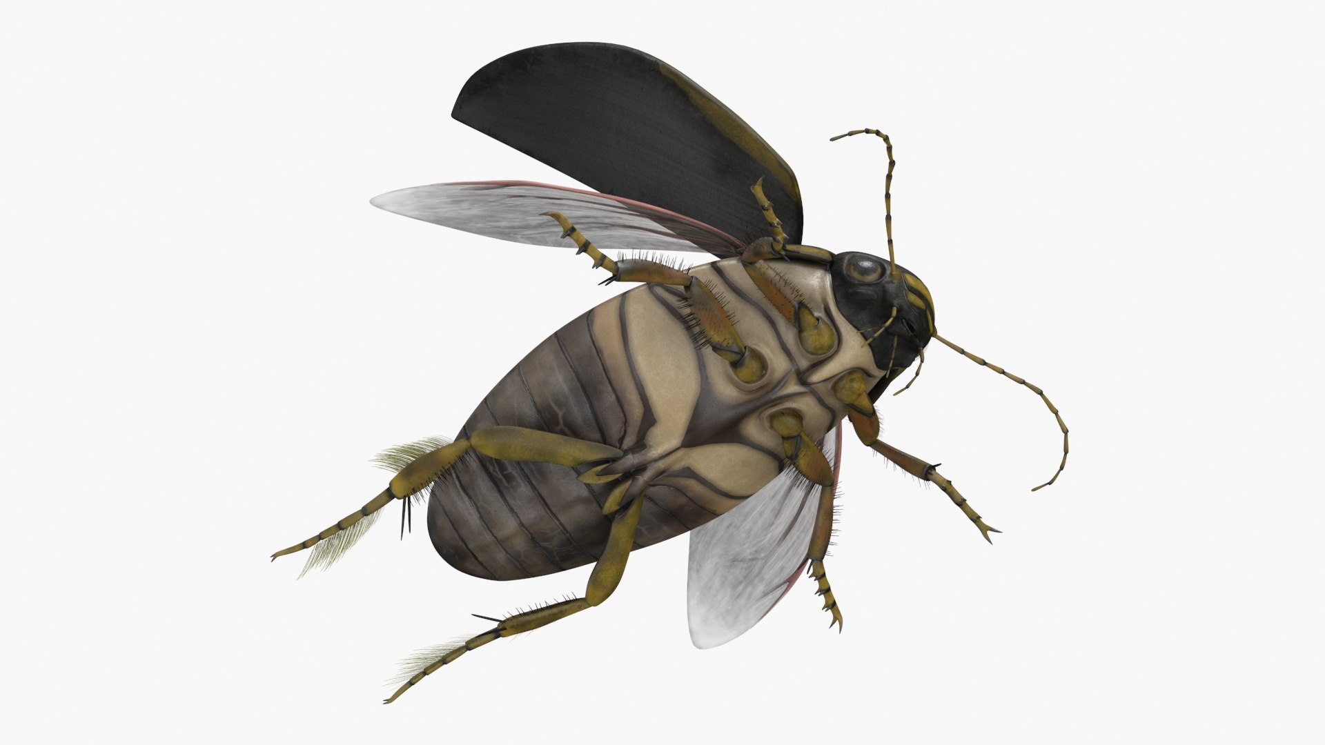 Hygrobia Beetle Brown Flying 3D Model - TurboSquid 2241953