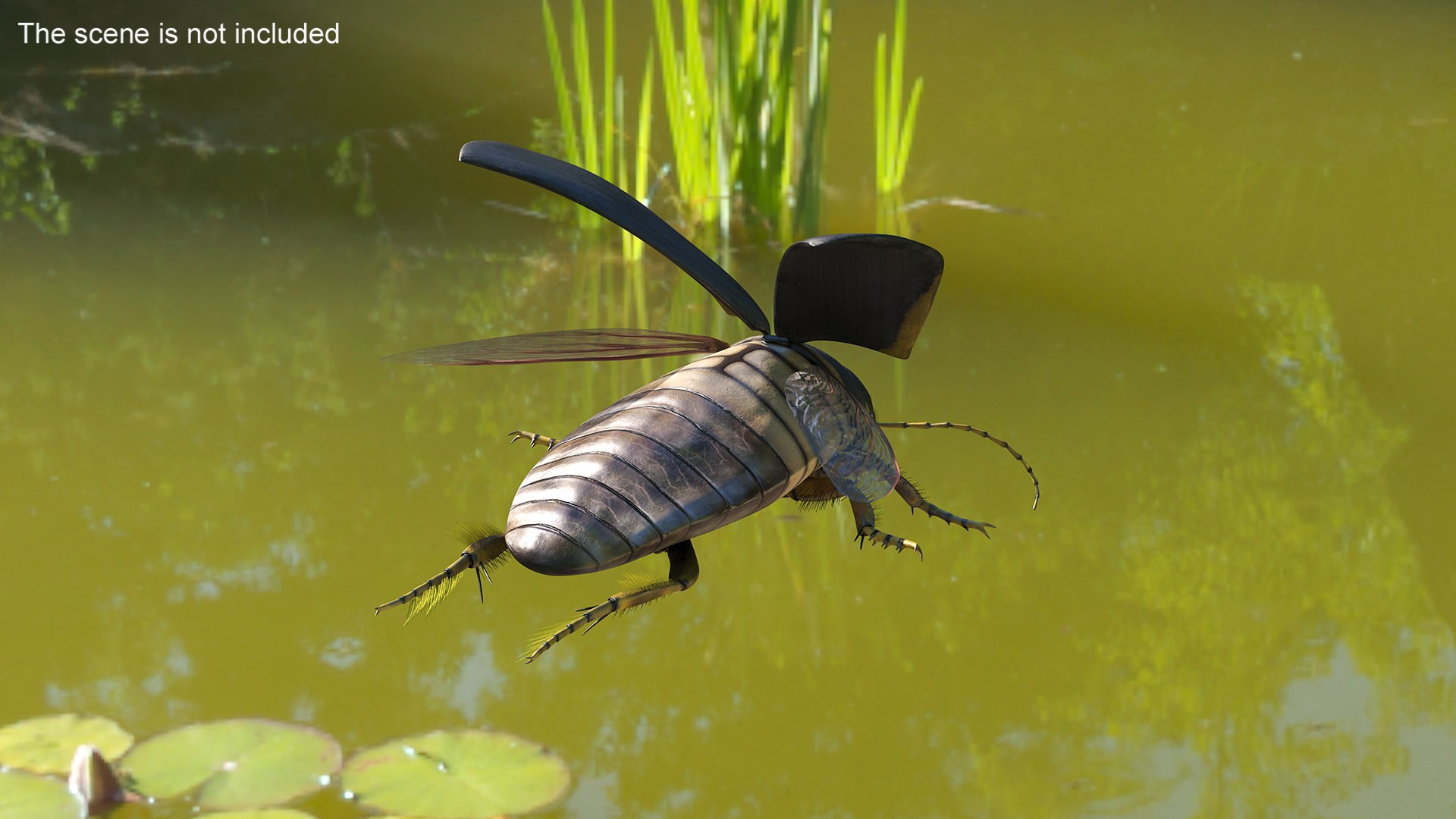 Hygrobia Beetle Brown Flying 3D Model - TurboSquid 2241953