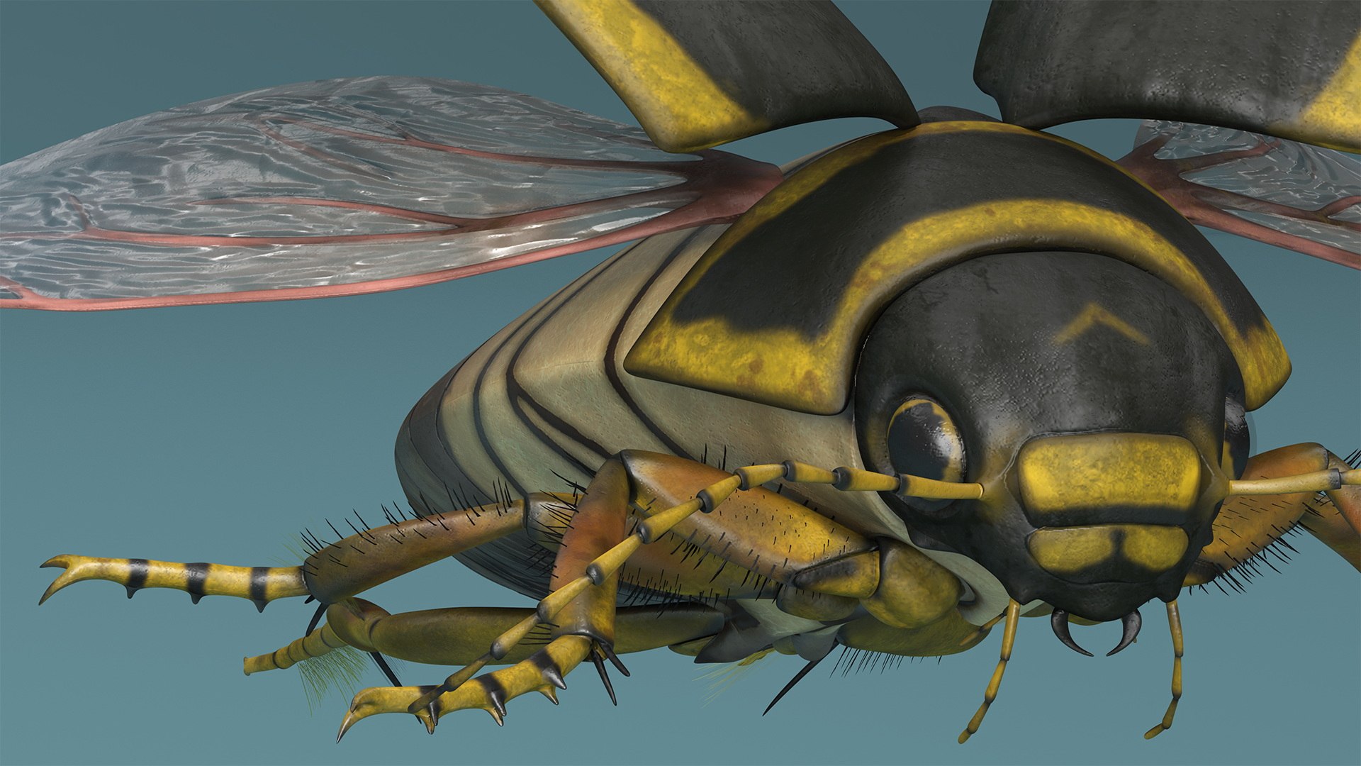 Hygrobia Beetle Brown Flying 3D Model - TurboSquid 2241953