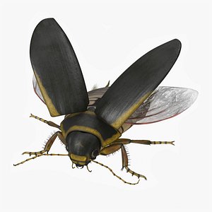 Hygrobia Beetle Brown Flying 3D model