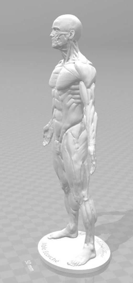 Ecorche Printing Character Modelling 3D - TurboSquid 1287840