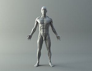 Ecorche for printing 3D print model