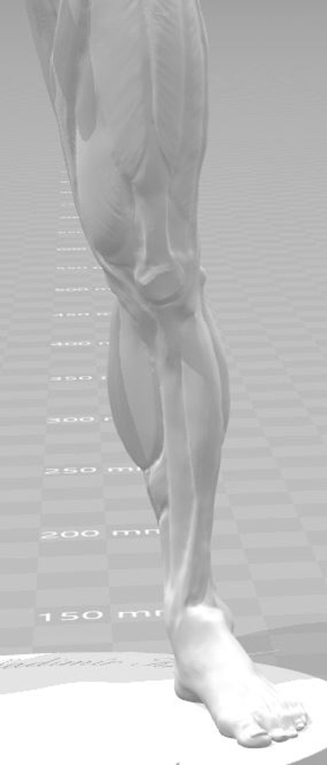 Ecorche Printing Character Modelling 3D - TurboSquid 1287840