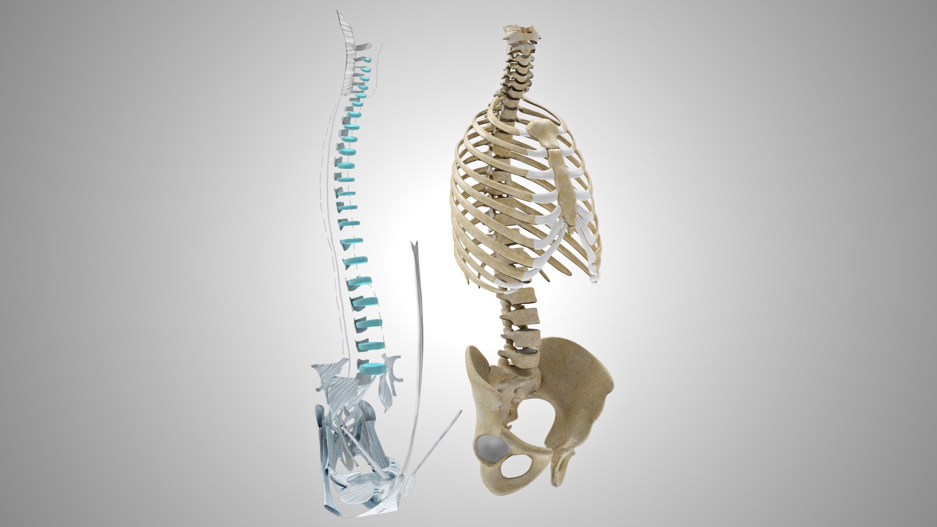 3D Rib Cage With Ligaments - TurboSquid 1924931