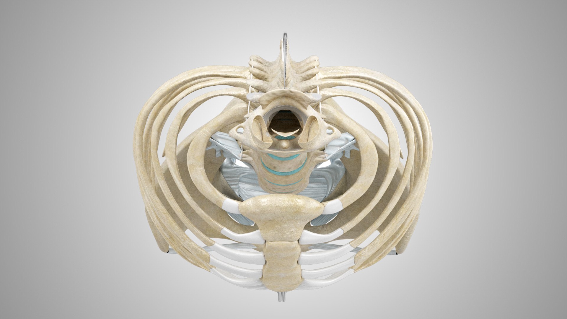 3D Rib Cage With Ligaments - TurboSquid 1924931