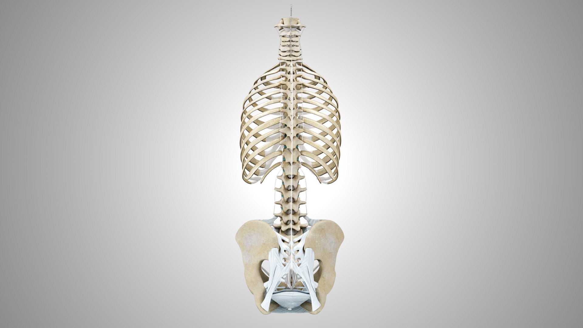 3D Rib Cage With Ligaments - TurboSquid 1924931