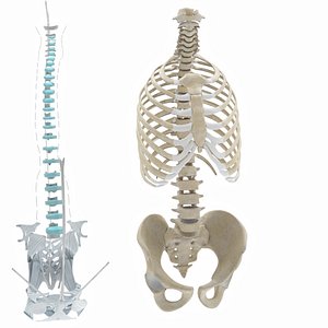 3D Rib cage with ligaments