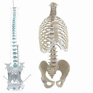 Rib cage with ligaments