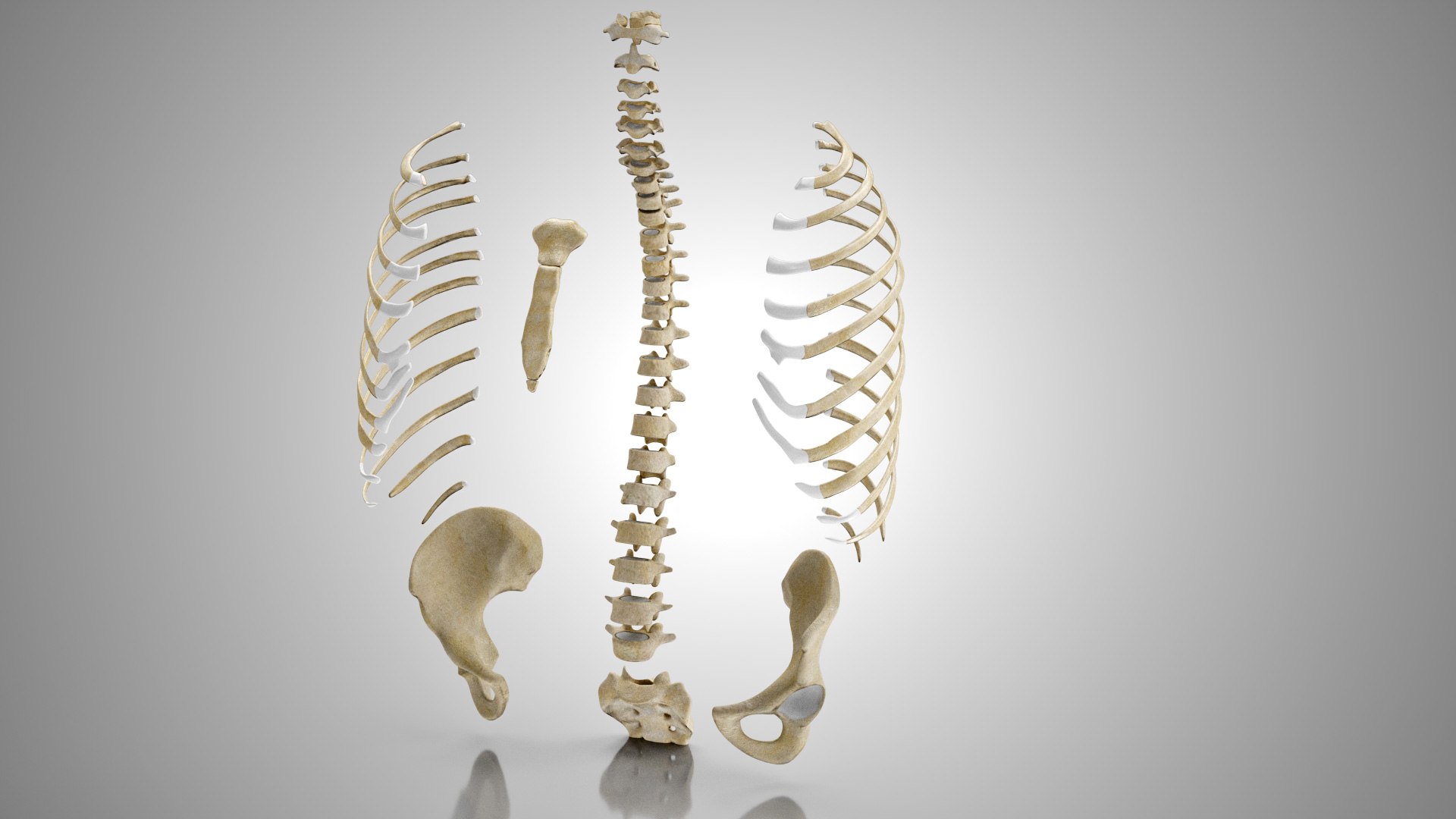 3D Rib cage with ligaments - TurboSquid 1924931