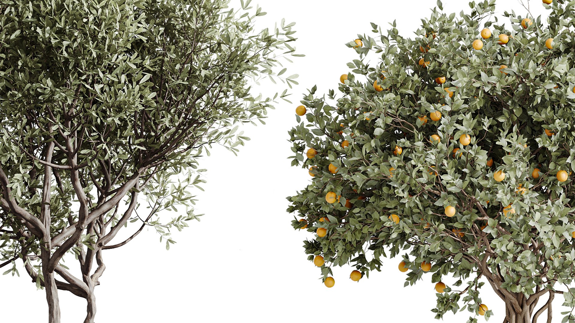 3D model AV Indoor plants set 196 Citrus Fruit Orange and Arbequina Olive and Robusta Abidjan and Aloifolia R https://p.turbosquid.com/ts-thumb/pa/cHNotf/6k/05/png/1741851155/1920x1080/fit_q87/fca6bf761cd9a148656b75ec553012bb7fe83d32/05.jpg