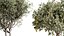 AV Set de plantas de interior 196 Cítricos Naranja y Arbequina Olivo y Robusta Abiyán y Aloifolia R