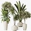 AV Set de plantas de interior 196 Cítricos Naranja y Arbequina Olivo y Robusta Abiyán y Aloifolia R