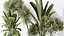 AV Set de plantas de interior 196 Cítricos Naranja y Arbequina Olivo y Robusta Abiyán y Aloifolia R