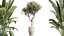 AV Set de plantas de interior 196 Cítricos Naranja y Arbequina Olivo y Robusta Abiyán y Aloifolia R