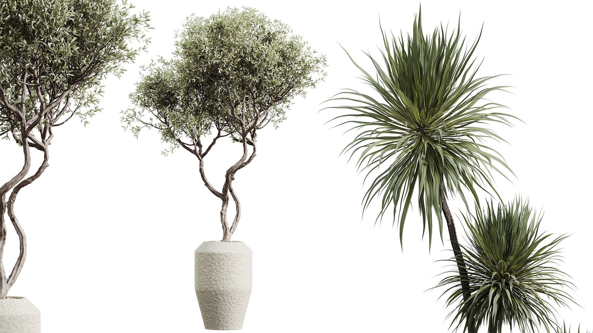 3D model AV Indoor plants set 196 Citrus Fruit Orange and Arbequina Olive and Robusta Abidjan and Aloifolia R https://p.turbosquid.com/ts-thumb/pa/cHNotf/cN/03/png/1741851154/1920x1080/fit_q87/3c3de60b0d44300292b0fb97e76b1af608e5c713/03.jpg