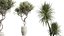 AV Set de plantas de interior 196 Cítricos Naranja y Arbequina Olivo y Robusta Abiyán y Aloifolia R