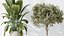 AV Set de plantas de interior 196 Cítricos Naranja y Arbequina Olivo y Robusta Abiyán y Aloifolia R
