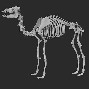 Camel skeleton 3D model