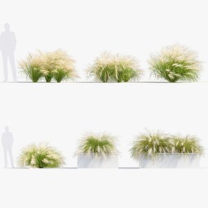 3D Nassella tenuissima Mexican feathergrass 3D Model 02