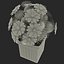 3ds max turbinicarpus pseudopectinatus cactus plant