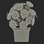 3ds max turbinicarpus pseudopectinatus cactus plant