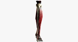 Ankle Joint Medically Accurate in High Definition