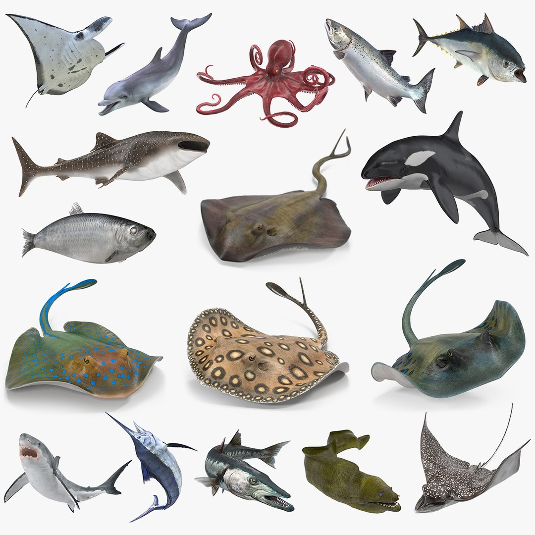 Rigged Fishes 3D Models Collection 4 3D model preview