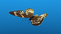 Low Poly Butterfly