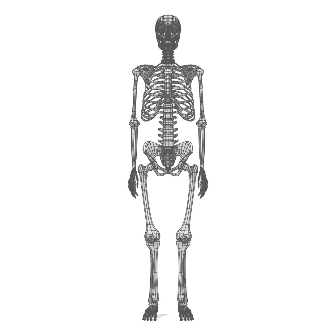 human skeleton obj