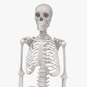 human skeleton obj